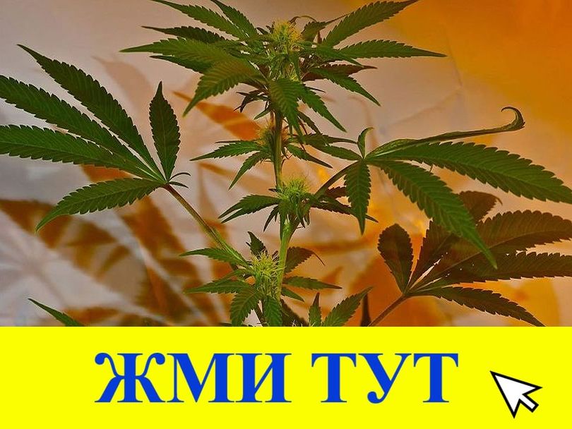 Купить наркотики в Тайге